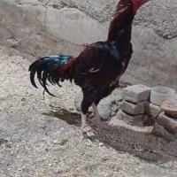 خروس نسل دار|حیوانات مزرعه|شبستر, |دیوار