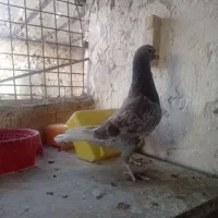 کبوتر پلاکی