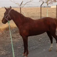 اسب مادیون 6ساله