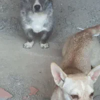 فروش پاکوتاه جک راسل جفت نروماده|سگ|آزادشهر, |دیوار