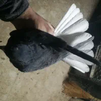 مسافتی و پرشی|پرنده|میانه, |دیوار