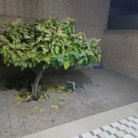 منزل مسکونی یک طبقه جنوبی/گلبهار شرقی8880|فروش خانه و ویلا|نجف‌آباد, گلبهار|دیوار