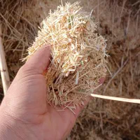 کاه و یونجه