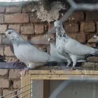 کبوتر  30 طوق