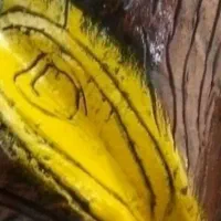 نقاشی|خدمات پیشه و مهارت|ورامین, ورامین|دیوار