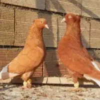 کبوتر اگهی رو بخون