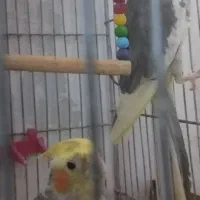 دو عدد عروس هلندی نیمه دستی جوان و آماده برای جفت