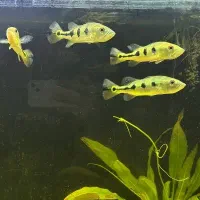 گله ۴ عددی پیکاک باس