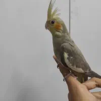 یک عدد عروس هلندی گمشده تپه الله اکبر