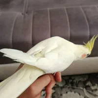 عروس هلندی دستی|پرنده|مشهد, نیزه|دیوار