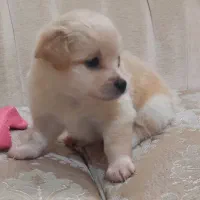 پت خونگی