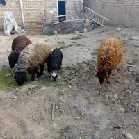 یه جفت میش و بره