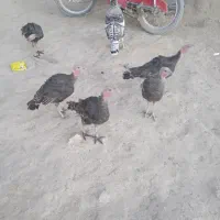 بوقلمون|حیوانات مزرعه|سنندج, |دیوار