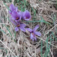 امتیاز رسالت ومهر شهاب کرمان