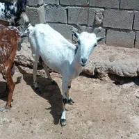 فروش کهره ونری