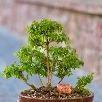 بنسای طبیعی