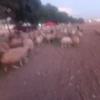 گوسفند داشتی درجه یک
