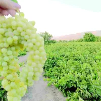 پاک چین باغ
