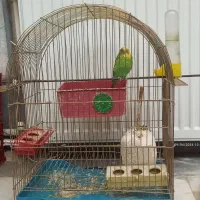 مرغ عشق جفت مولد