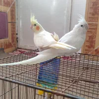 عروس هلندی آلبینو و لوتینو نر و ماده.دستی