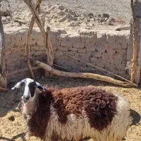 پلاط|حیوانات مزرعه|جالق, |دیوار