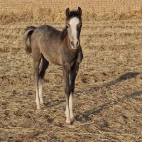 کره مادیون درشوری ۴ ماهه