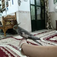 پرنده