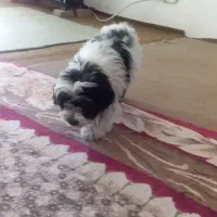 واگذاری سگ اش پی اس