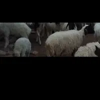 میش زایده و آبستن...|حیوانات مزرعه|رفسنجان, |دیوار