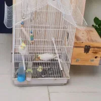 چهارتا عروس هلندی سرحال نر و ماده