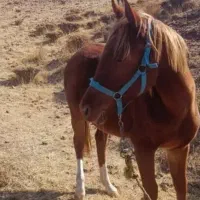 اسپرم اسب عرب