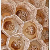 ژل رویال افزایش انرژی اکسیر جوانی