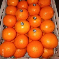 پرتقال لوکس صادراتی و والنسیا ی دست واندازه