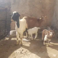 بزه بزغاله|حیوانات مزرعه|قیدار, |دیوار