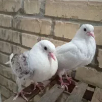 کبوتر دستی|پرنده|شاهین‌شهر, عطار|دیوار