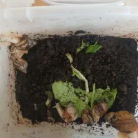 حلزون مولد|خزنده|اراک, |دیوار