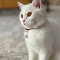 گربه پرشین آنکارا