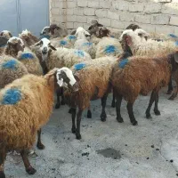 میش بره گوسفند گاو یا گوساله نر