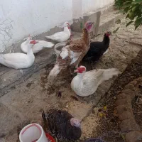 سه عدد بوقلمون نر و ماده نه ماهه بفروش میرسد