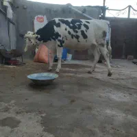 گاو  .گوساله  پروری بهترین خوراک گوشتی مال قصاب|حیوانات مزرعه|تبریز, |دیوار