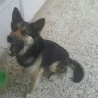 سگ ژرمن اصیل فروشی