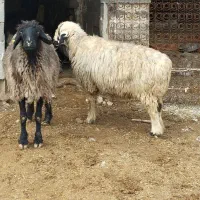 شیشک بره داردوقولوزا بز شیردار شیشک چاق کهره|حیوانات مزرعه|مرودشت, علی‌آباد‎|دیوار