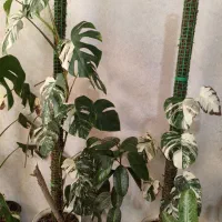 گل‌های طبیعی|گل و گیاه طبیعی|شیراز, درکی|دیوار