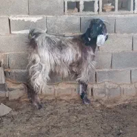 گیسه ترکی سالار شکم اول|حیوانات مزرعه|جهرم, |دیوار