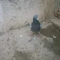 کفتر پلاکی|پرنده|کرمانشاه, |دیوار