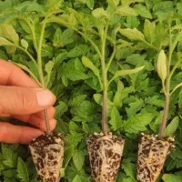 نشا گوجه بادمجان فلفل