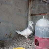 کفتر نقش|پرنده|میناب, |دیوار