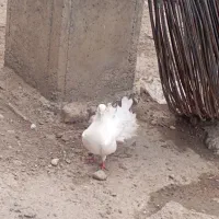 کبوتر دم چتری|پرنده|گرگان, |دیوار