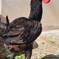خروس