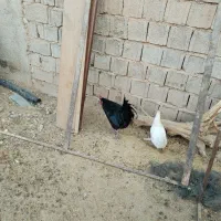 خروس محلی|حیوانات مزرعه|ارژن, |دیوار